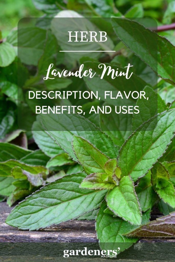 lavender mint description