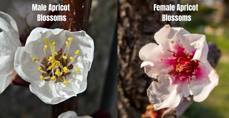 Male & Female Apricot 
Blossoms