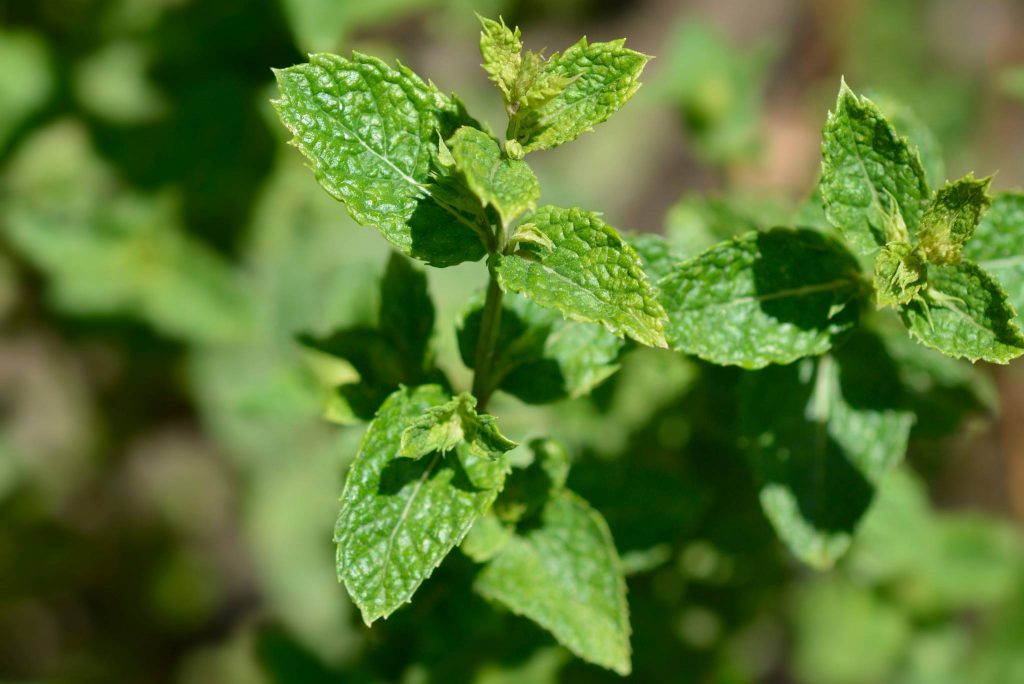 Moroccan Mint: Description, Flavor, Benefits, And Uses - Gardeners ...