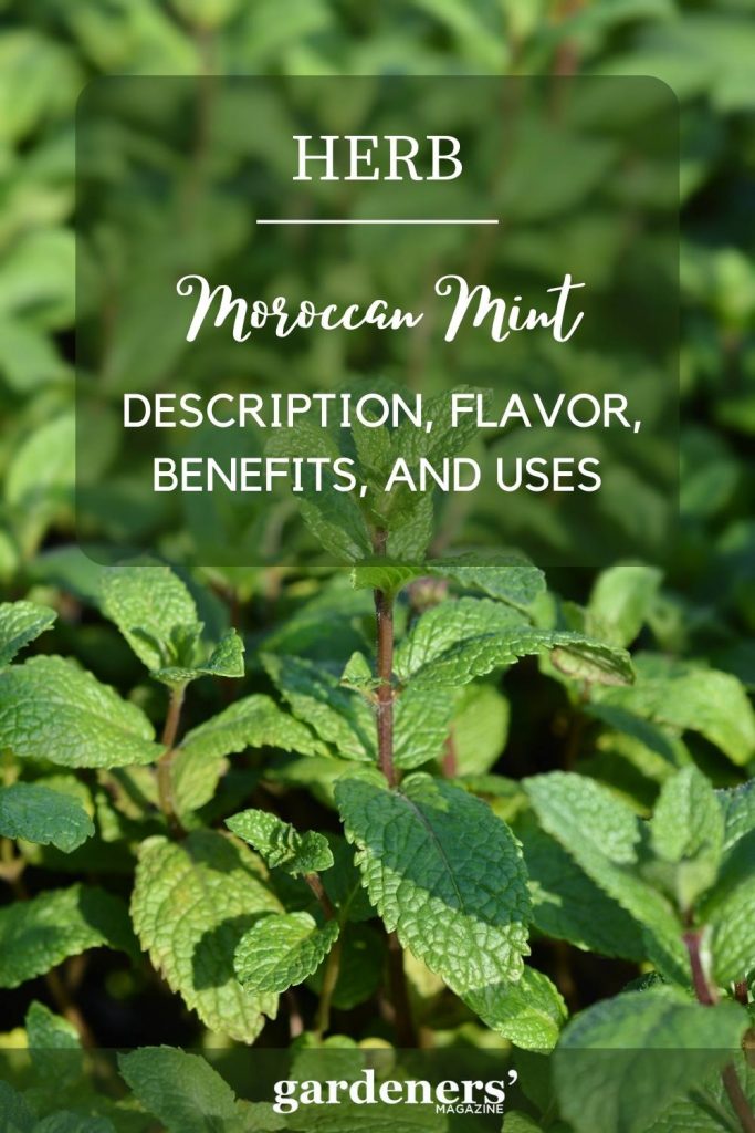 moroccan mint description