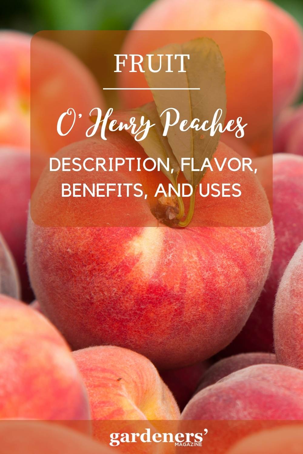 O'Henry Peaches Flavor, Benefits, And Uses Gardeners' Magazine