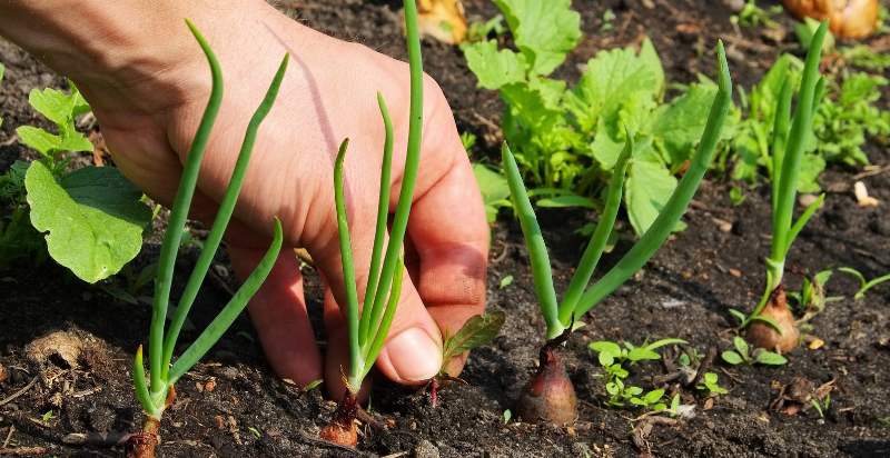 Pulling Weeds From Moist Soil