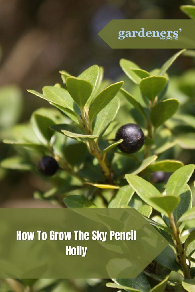 How To Grow The Sky Pencil Holly