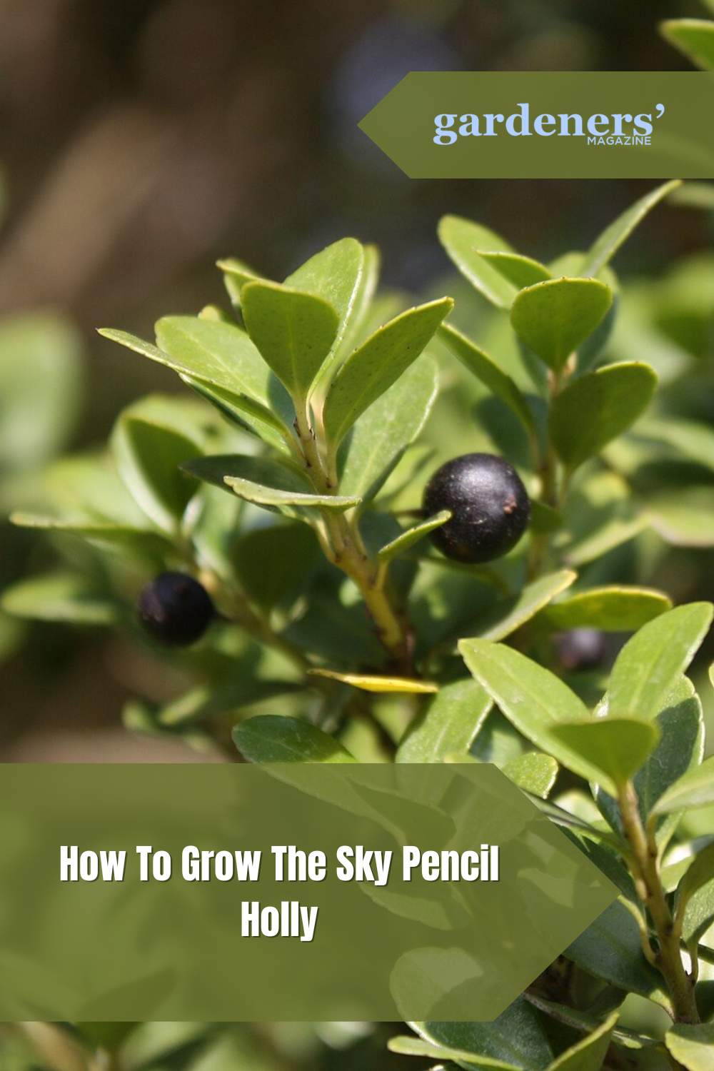 How To Grow The Sky Pencil Holly (Ilex crenata) - Gardeners' Magazine