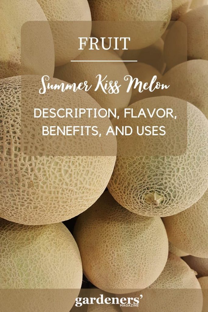 Summer Kiss Melon Description
