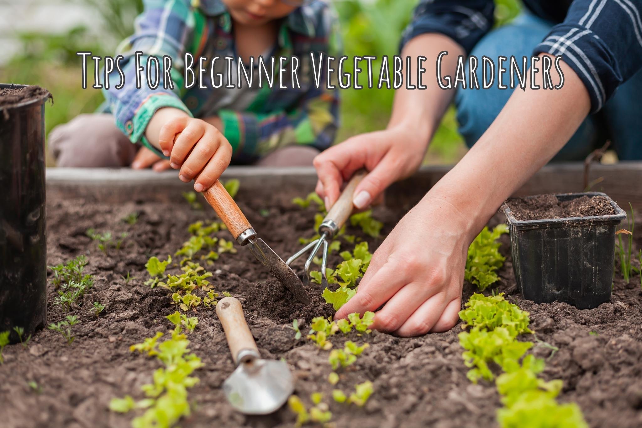 Tips For Beginner Vegetable Gardeners