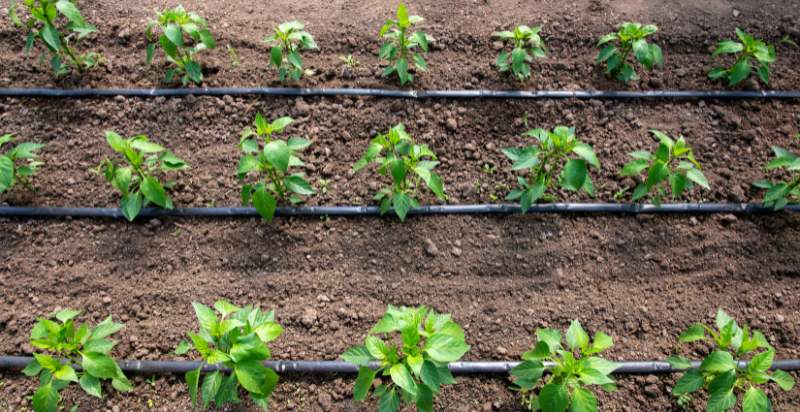 Use Drip Irrigation