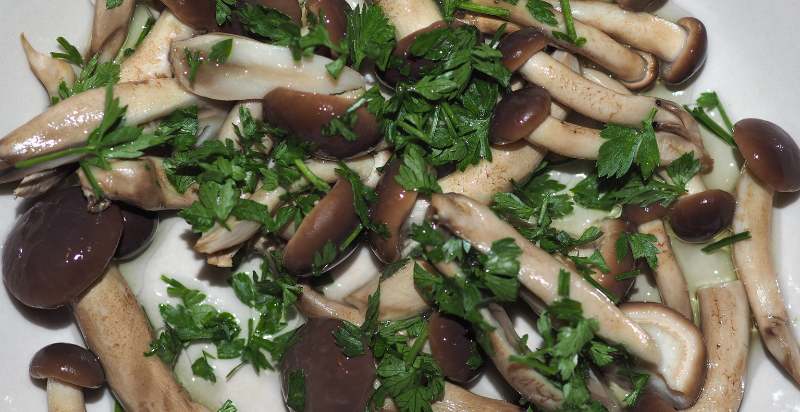Uses of Velvet Pioppini Mushroom
