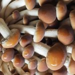 Velvet Pioppini Mushroom