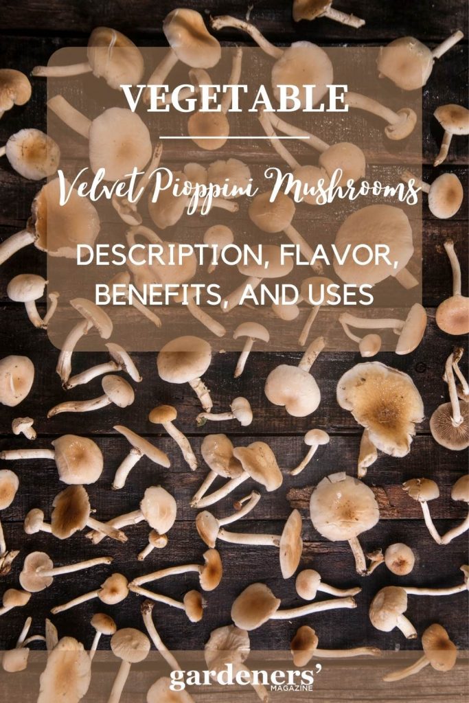 Velvet Pioppini Mushrooms Decription