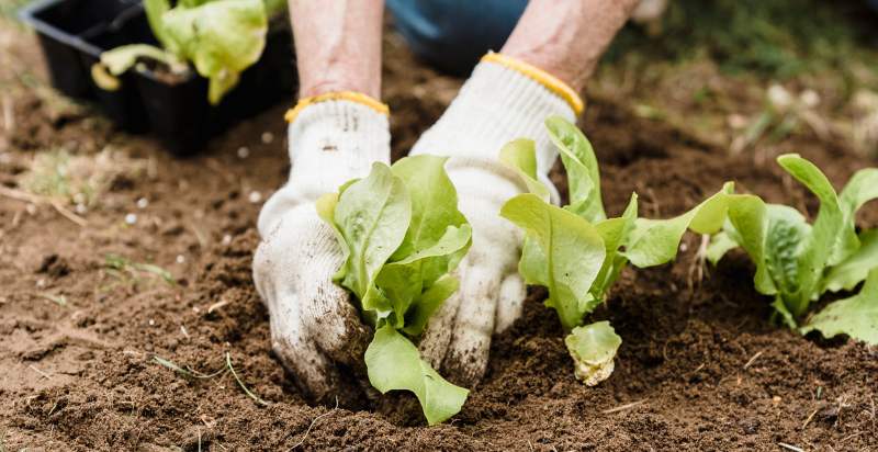 wear gardening gloves