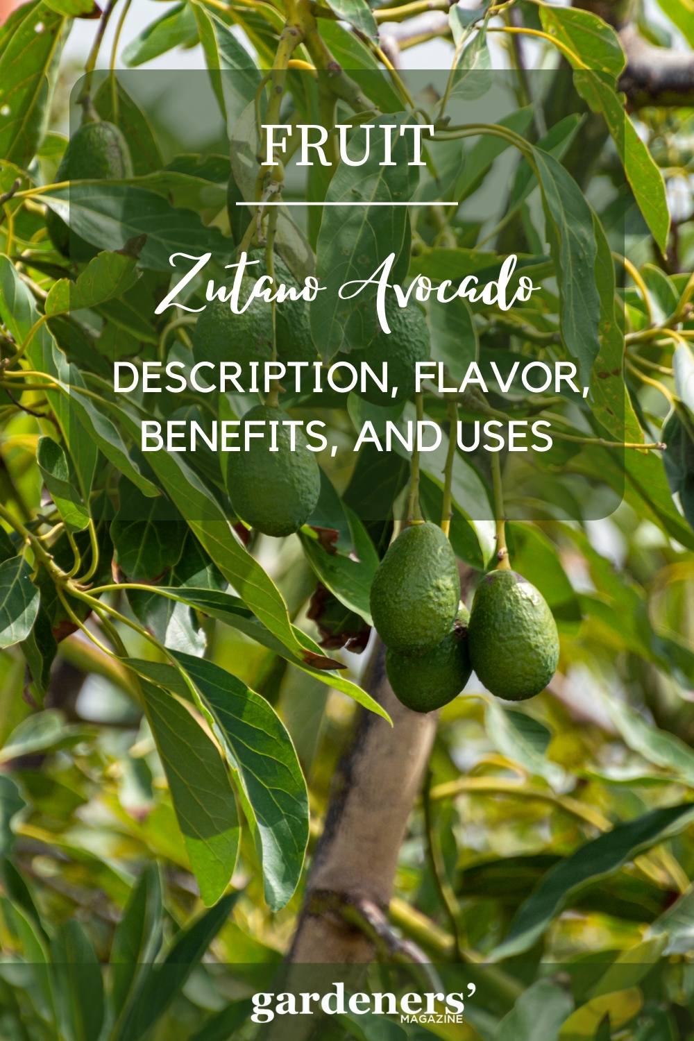 Zutano Avocados: Taste, Benefits, And Uses - Gardeners' Magazine