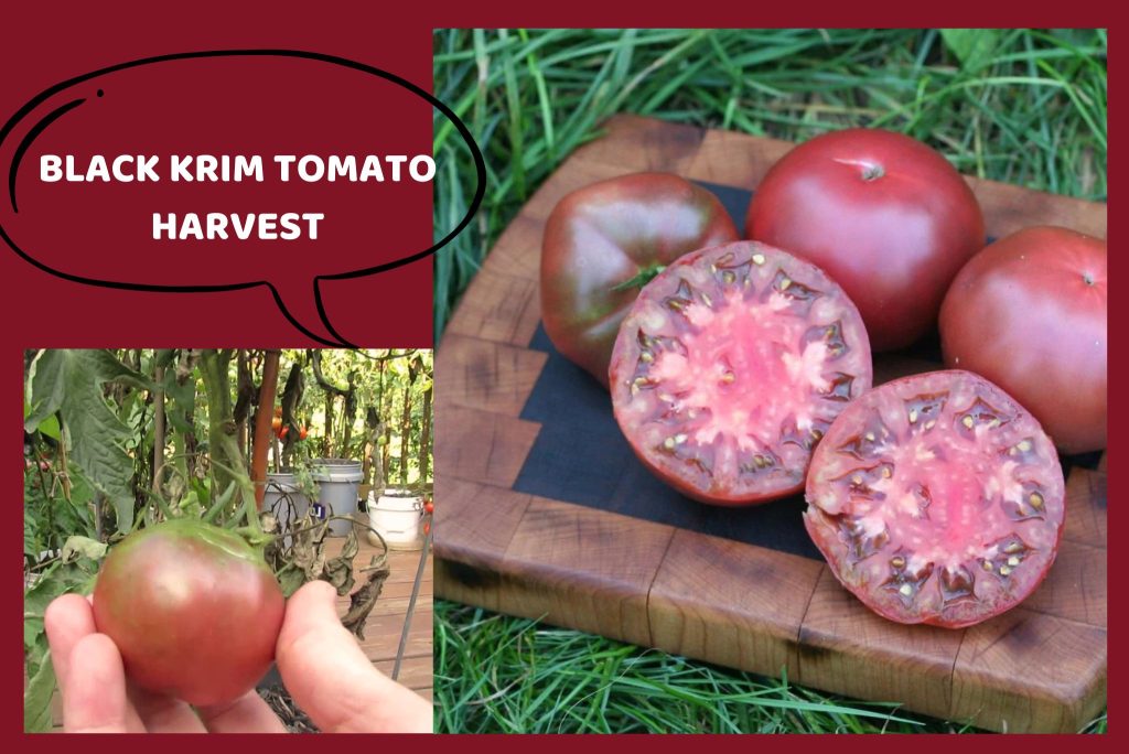 Black Krim Tomato harvest
