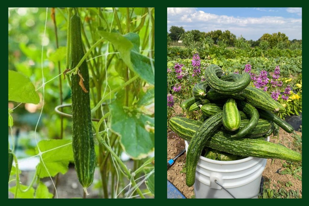 Everything You Wanted To Know About Suyo Long Cucumbers Gardeners Everything You Wanted To Know About Suyo Long Cucumbers Gardeners