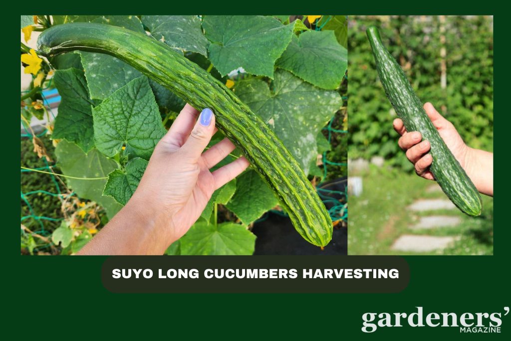 Suyo Long Cucumbers harvesting