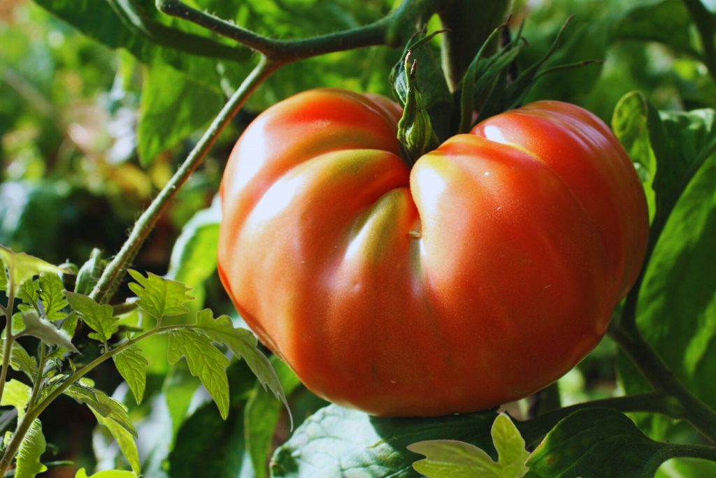 Everything You Wanted to Know About Brandywine Tomatoes - Gardeners ...