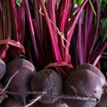 Chioggia Beets