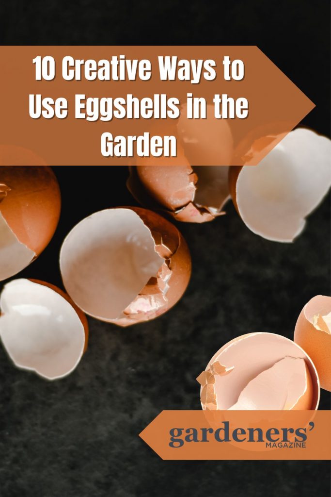 pieces of eggshells in the garden