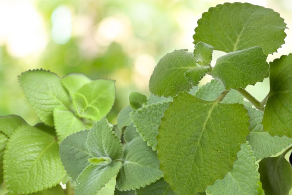 Everything You Wanted To Know About Cuban Oregano Gardeners' Magazine