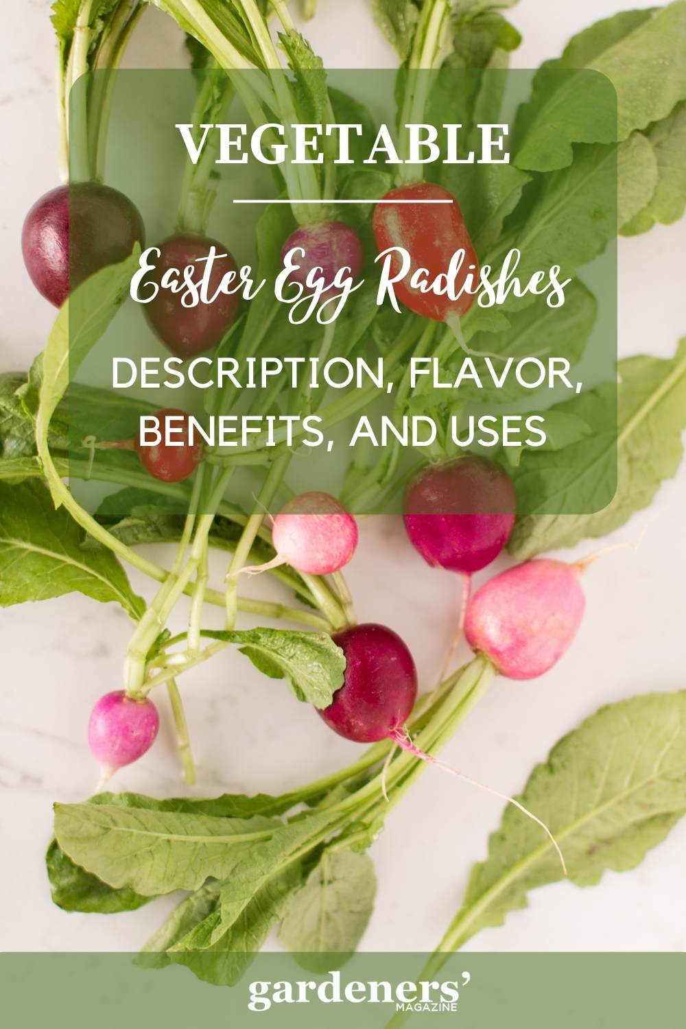Easter Egg Radishes Taste, Benefits and Uses Gardeners' Magazine