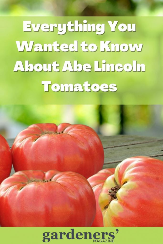 Everything about Abe Lincoln Tomatoes