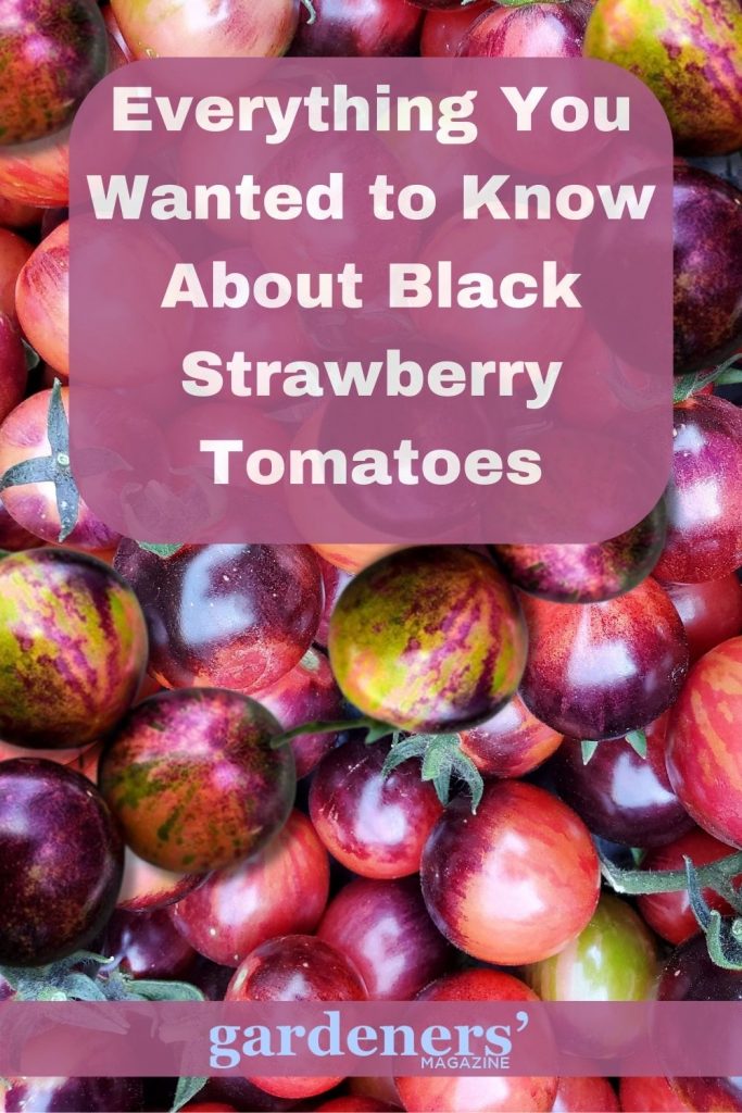 Everything you wanted to know about black strawberry tomatoes