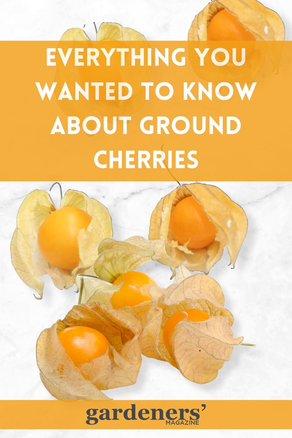 Everything You Wanted to Know About Ground Cherries Gardeners' Magazine