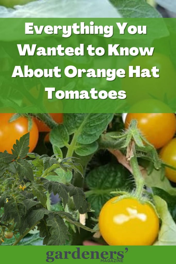 Everything about orange hat tomato plant