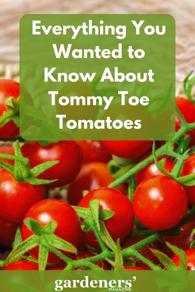 Everything about Tommy Toe Tomatoes