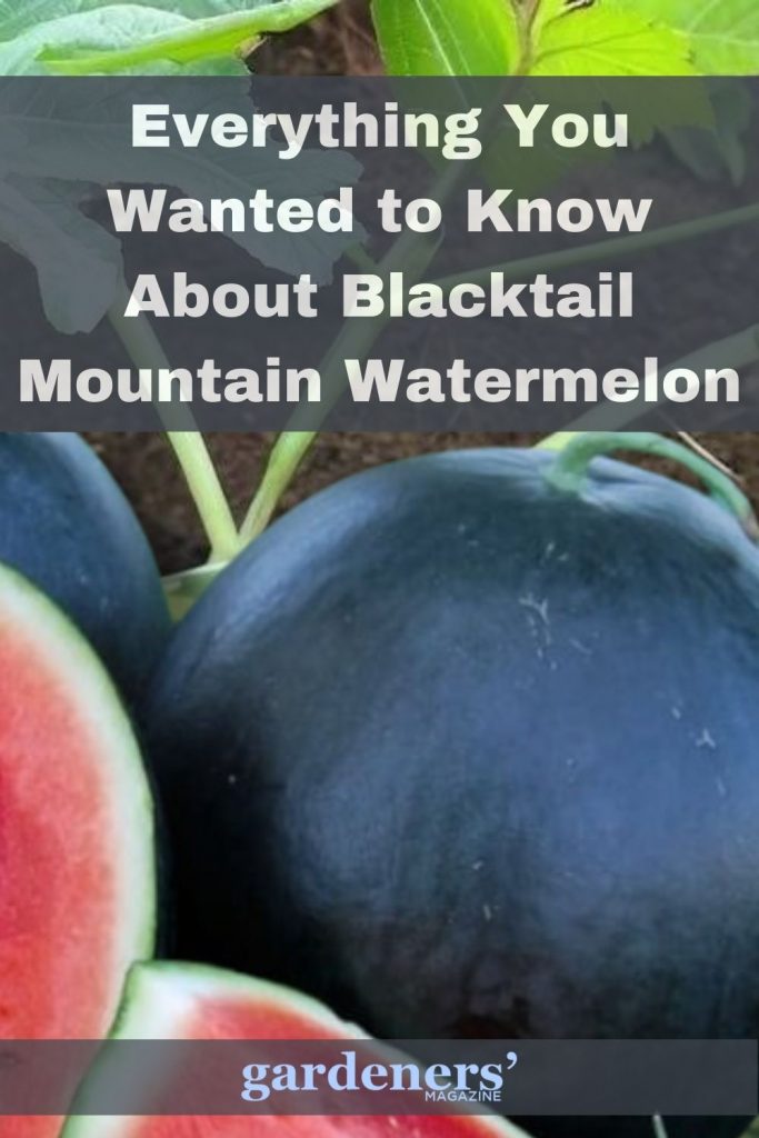 Everything about Blacktail Mountain Tomatoes
