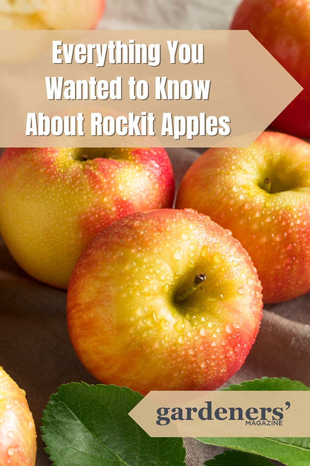 Everything You Wanted to Know About Rockit Apples Gardeners' Magazine