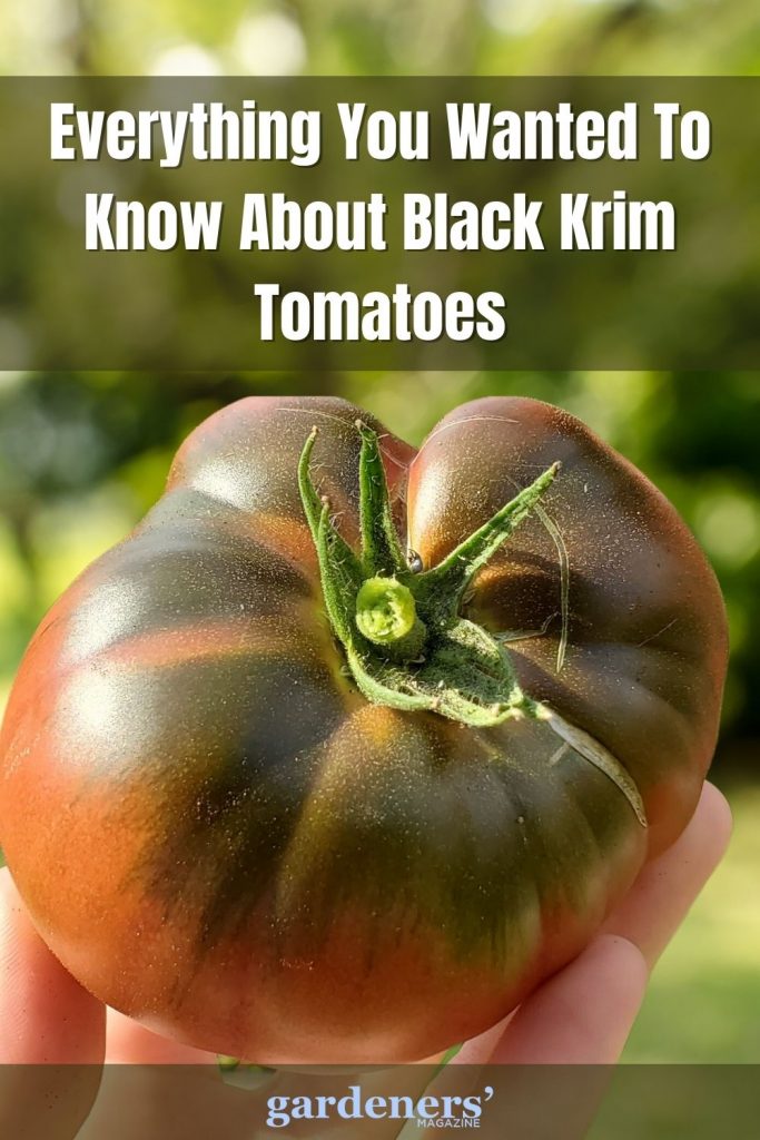 Everything you wanted to know about Black Krim Tomatoes