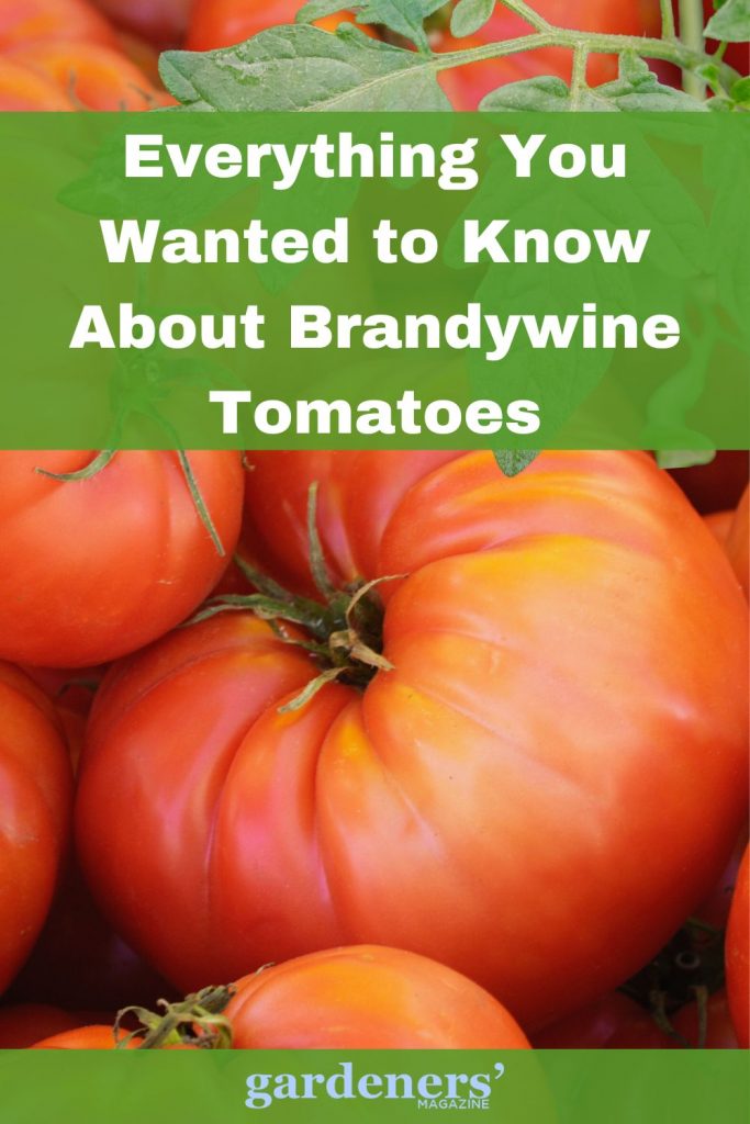 Everything You Wanted to Know About Brandywine Tomatoes