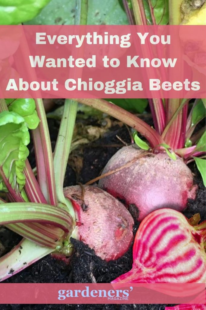 Everything You Wanted to Know About Chioggia Beets