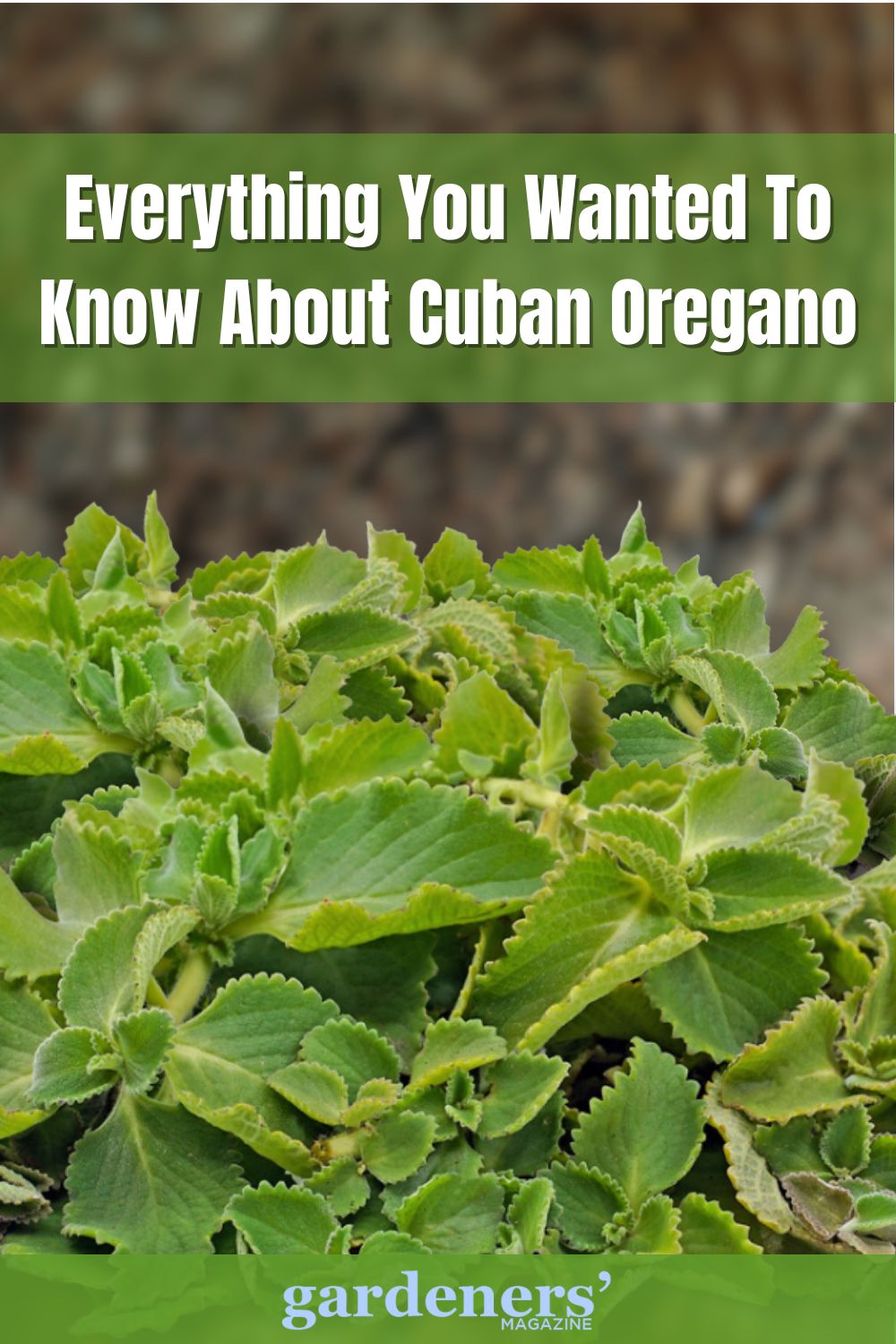 Everything You Wanted To Know About Cuban Oregano Gardeners' Magazine