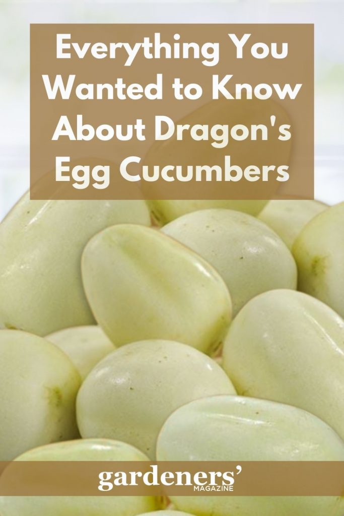 Everything You Wanted to Know About Dragon's Egg Cucumbers