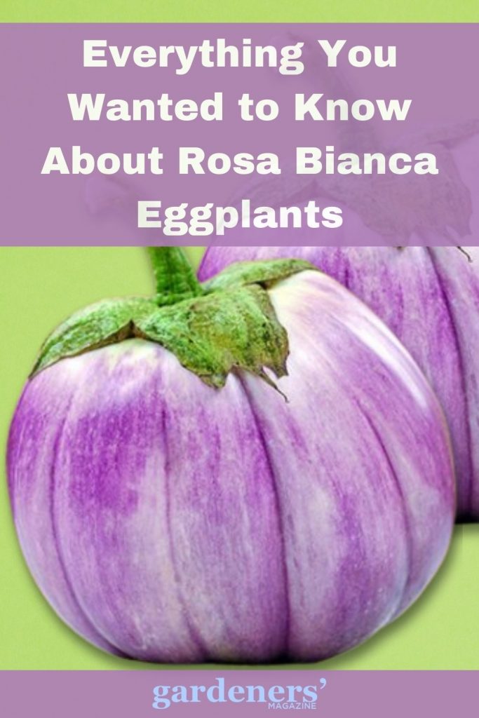 Everything You Wanted to Know About Rosa Bianca Eggplants