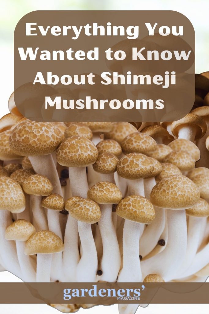 Everything You Wanted to Know About Shimeji Mushrooms