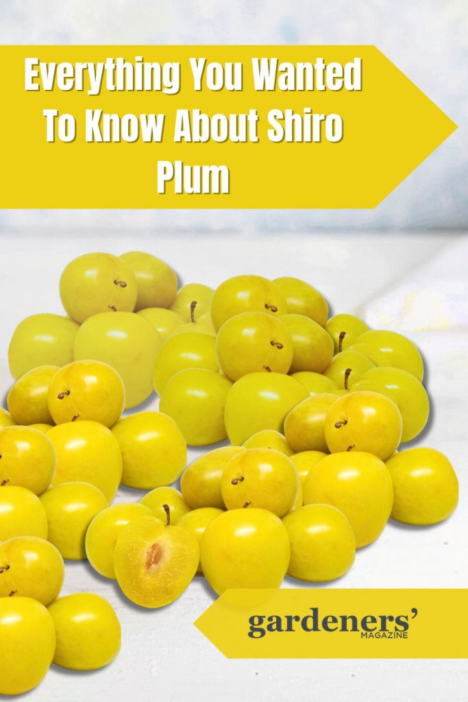 Everything You Wanted To Know About Shiro Plum