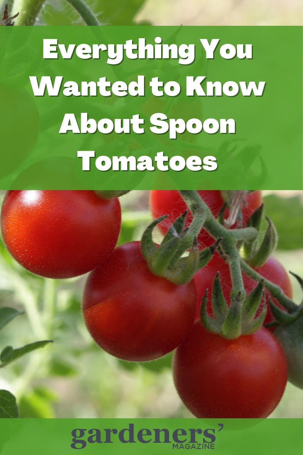 Everything You Wanted to Know About Spoon Tomatoes Gardeners' Magazine