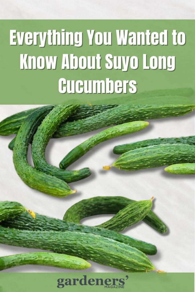 Everything You Wanted to Know About Suyo Long Cucumbers
