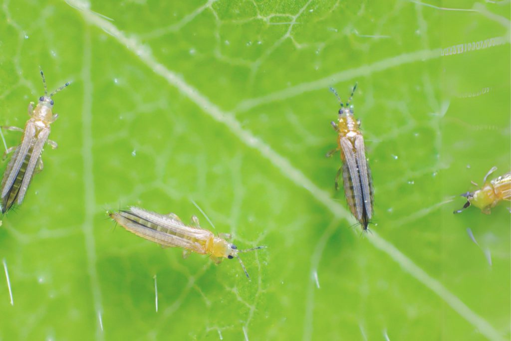 Insects on leaf