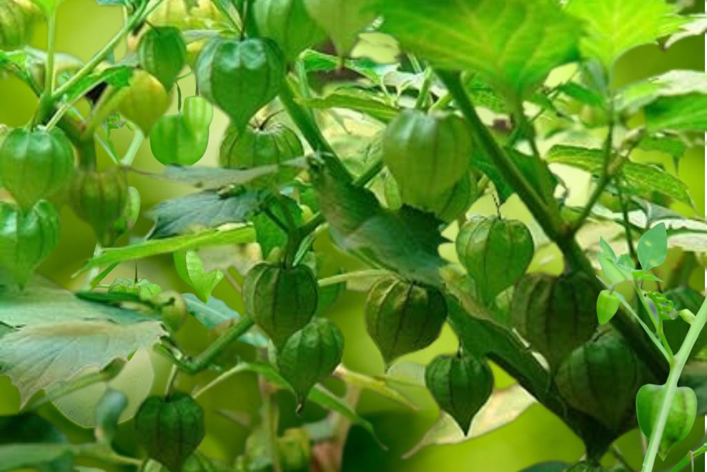 what-do-ground-cherries-taste-like