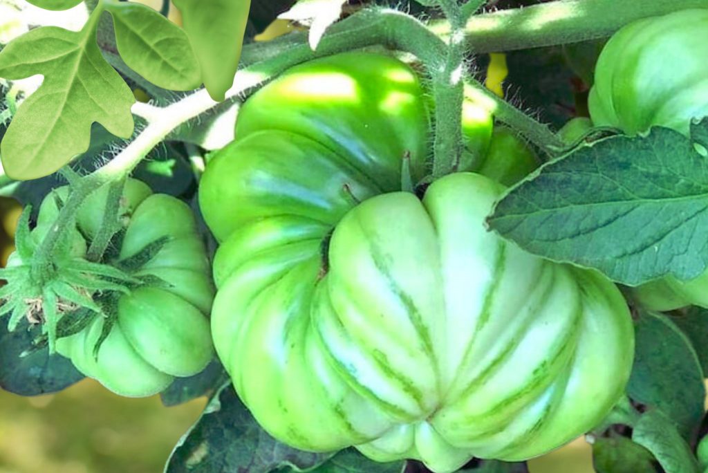 everything-you-wanted-to-know-about-mushroom-basket-tomato-gardeners