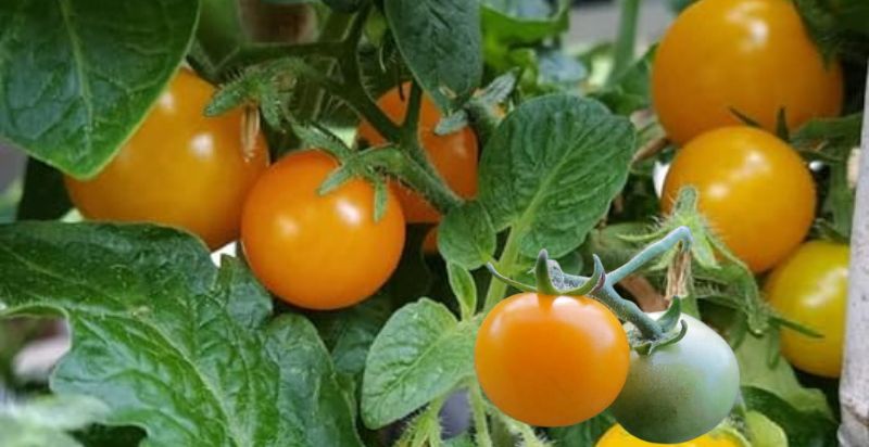 Ready to harvest orange hat tomatoes