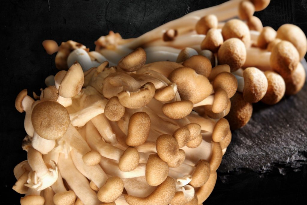 Everything You Wanted to Know About Shimeji Mushrooms Gardeners' Magazine