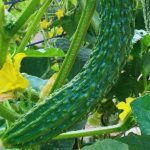 Suyo Long Cucumbers