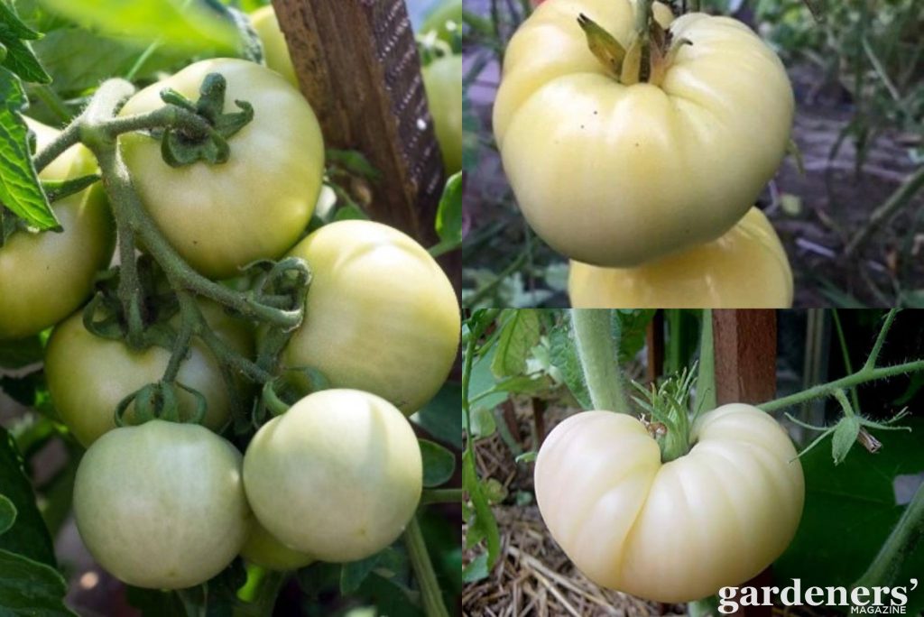 description of the Great-White-Heirloom-Tomatoes