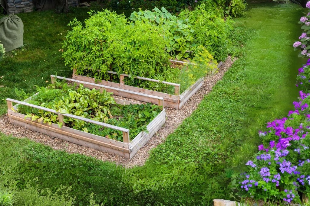 Backyard vegetable garden layout