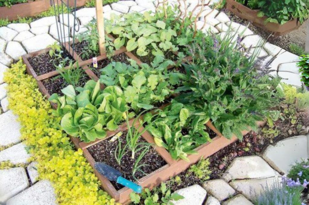 Beginners vegetable garden layout